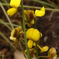 Crotalaria albida B.Heyne ex Roth